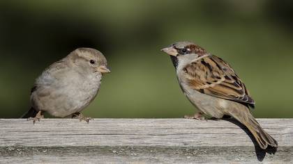 Serçe