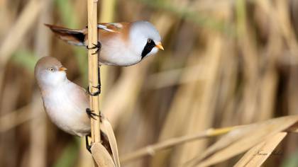 Bıyıklı baştankara » Bearded Reedling » Panurus biarmicus