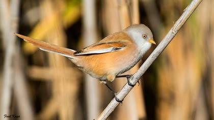 Bıyıklı baştankara » Bearded Reedling » Panurus biarmicus