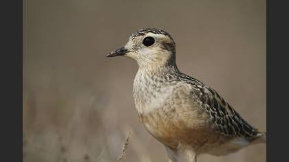 Dağ cılıbıtı » Eurasian Dotterel » Eudromias morinellus 