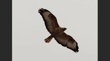 Kızıl şahin » Long-legged Buzzard » Buteo rufinus