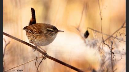 Çitkuşu