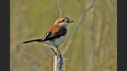 Kızılsırtlı örümcekkuşu » Red-backed Shrike » Lanius collurio