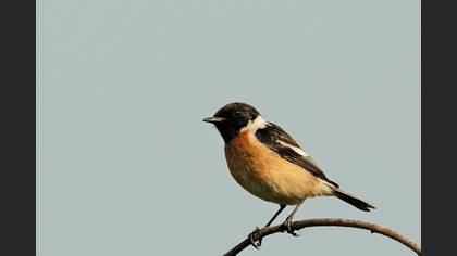 Taşkuşu