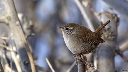 Çitkuşu » Eurasian Wren » Troglodytes troglodytes