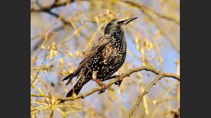 Sığırcık » Common Starling » Sturnus vulgaris