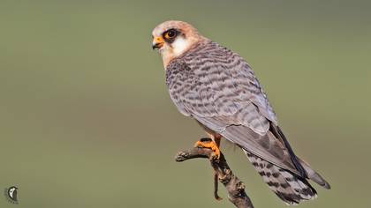 Ala doğan