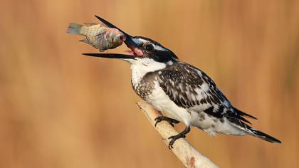 Alaca yalıçapkını