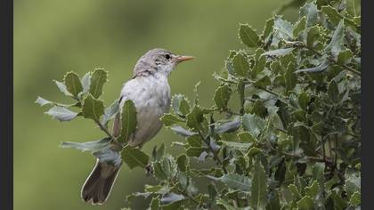 Zeytin mukallidi