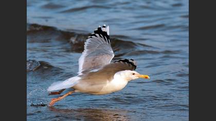 Hazar martısı » Caspian Gull » Larus cachinnans