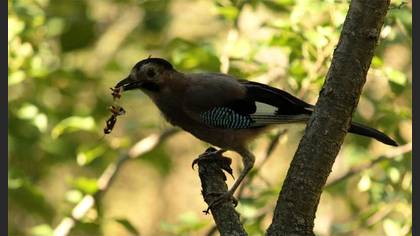 Alakarga » Eurasian Jay » Garrulus glandarius