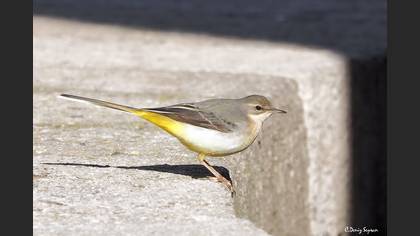 Dağ kuyruksallayanı » Grey Wagtail » Motacilla cinerea