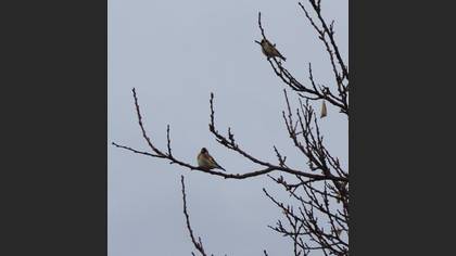 Saka » European Goldfinch » Carduelis carduelis