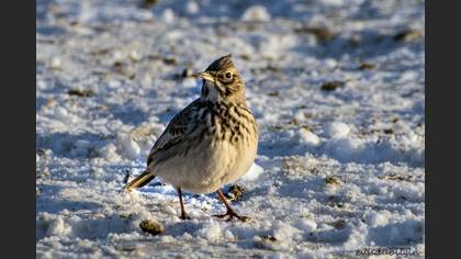 Tepeli toygar » Crested Lark » Galerida cristata