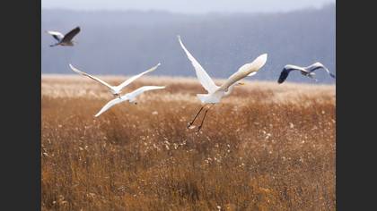 Büyük ak balıkçıl » Great Egret » Ardea alba