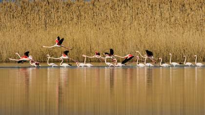 Flamingo