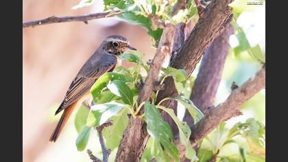 Kızılkuyruk » Common Redstart » Phoenicurus phoenicurus