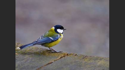 Büyük baştankara » Great Tit » Parus major