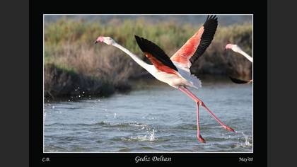 Flamingo