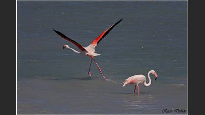 Flamingo