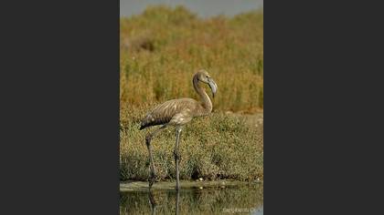 Flamingo