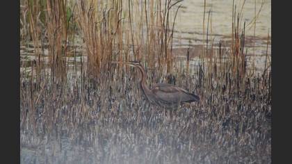 Erguvani balıkçıl » Purple Heron » Ardea purpurea