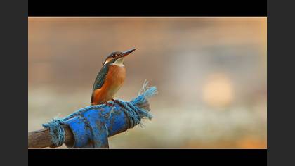 Yalıçapkını » Common Kingfisher » Alcedo atthis