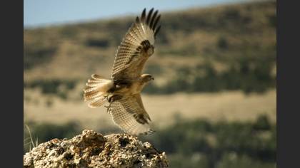 Kızıl şahin » Long-legged Buzzard » Buteo rufinus