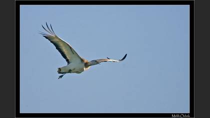 Toy » Great Bustard » Otis tarda