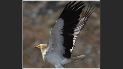 Küçük akbaba » Egyptian Vulture » Neophron percnopterus