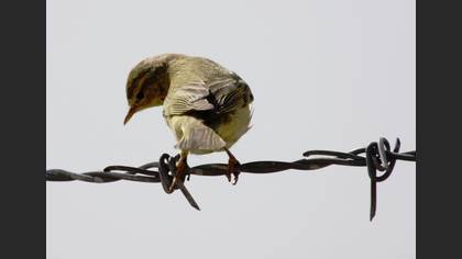 Söğütbülbülü
