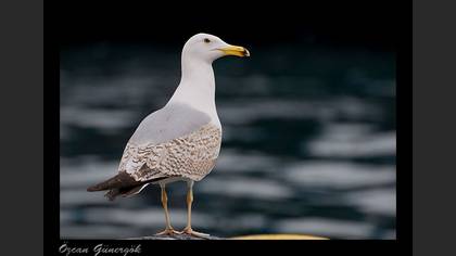 Gümüş martı » Yellow-legged Gull » Larus michahellis