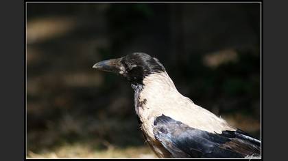 Leş kargası » Hooded Crow » Corvus cornix