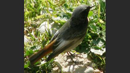 Kara kızılkuyruk » Black Redstart » Phoenicurus ochruros