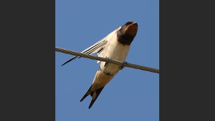 Kır kırlangıcı » Barn Swallow » Hirundo rustica