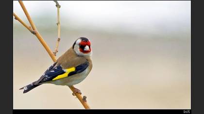 Saka » European Goldfinch » Carduelis carduelis