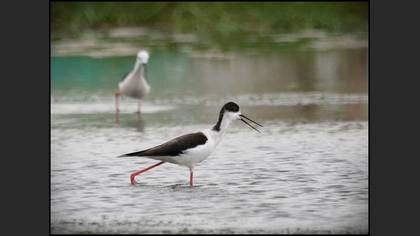 Uzunbacak » Black-winged Stilt » Himantopus himantopus