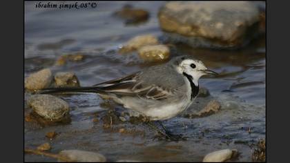 Ak kuyruksallayan » White Wagtail » Motacilla alba