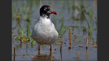Akdeniz martısı