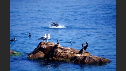 Karabatak » Great Cormorant » Phalacrocorax carbo