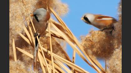 Bıyıklı baştankara » Bearded Reedling » Panurus biarmicus