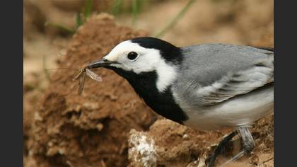 Ak kuyruksallayan » White Wagtail » Motacilla alba