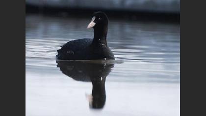 Sakarmeke