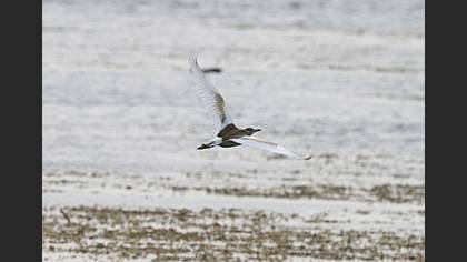 Alaca balıkçıl » Squacco Heron » Ardeola ralloides