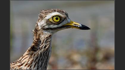 Kocagöz