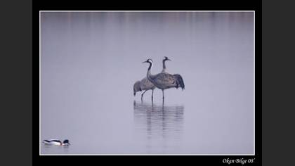 Turna » Common Crane » Grus grus