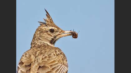 Tepeli toygar » Crested Lark » Galerida cristata
