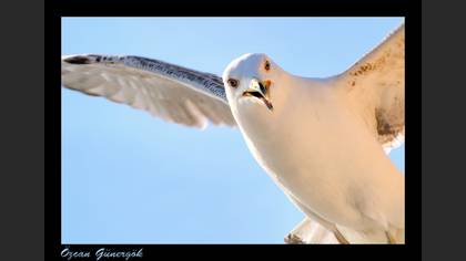 Gümüş martı » Yellow-legged Gull » Larus michahellis