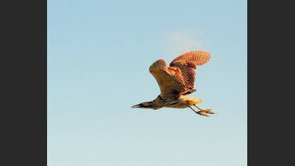 Balaban » Eurasian Bittern » Botaurus stellaris