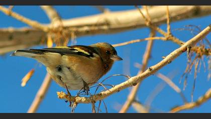 İspinoz » Common Chaffinch » Fringilla coelebs